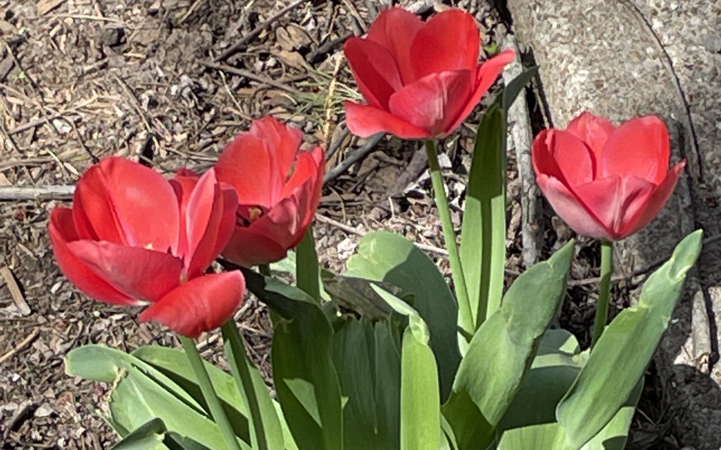 red tulips next to a stone against a field of brown mulch