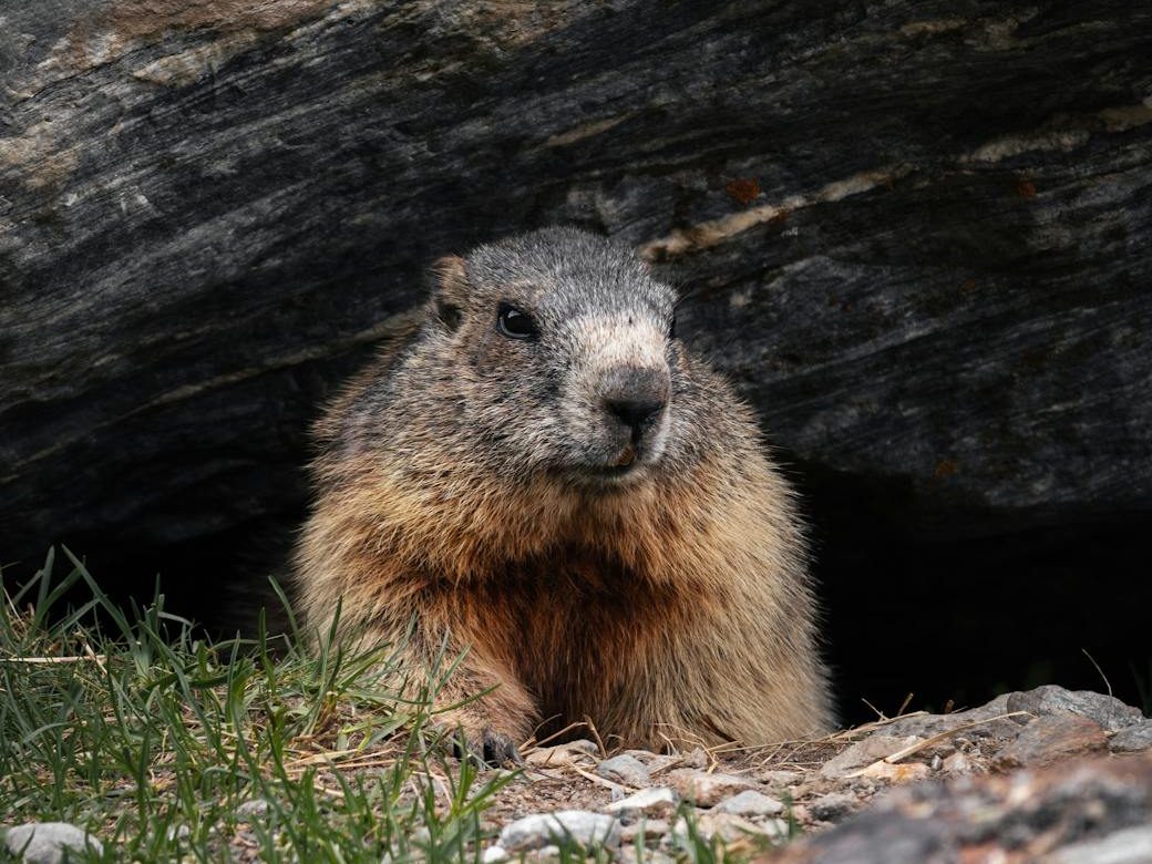 Surly groundhog staring out from his/her burrow. 