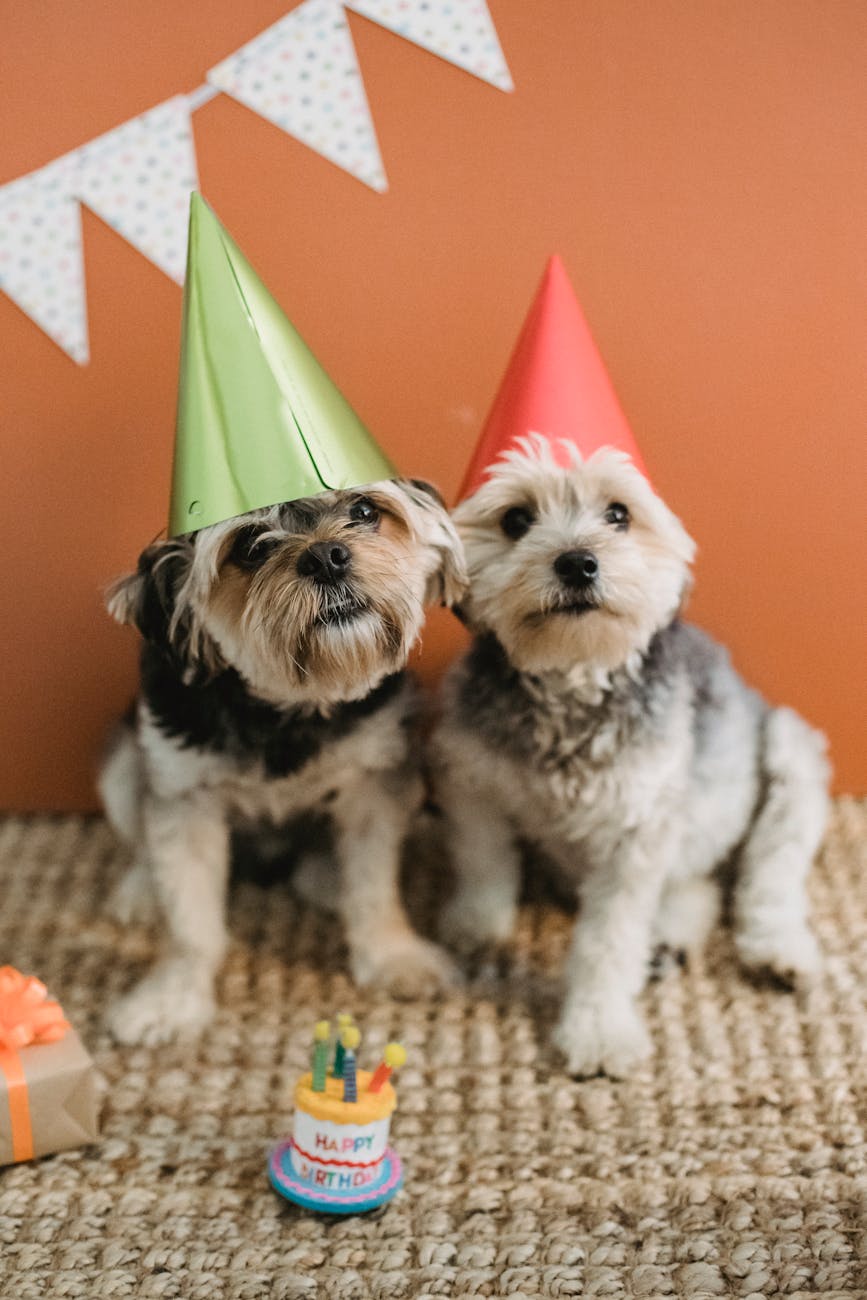 two puppies with party hats on in front of a tiny stuffed toy birthday cake